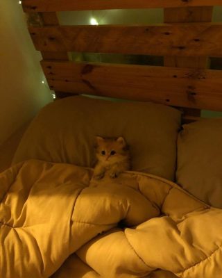 Me In My Silly Little Bed | Know Your Meme