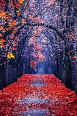 Hình Nền Mùa Thu Đẹp Cho Điện Thoại - Wallpaper-Hd-Free | Autumn Leaves  Wallpaper, Leaves Wallpaper Iphone, Cute Fall Backgrounds