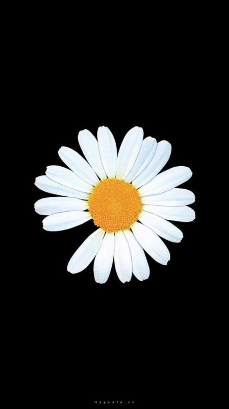 Classic Shop – Phòng Tranh & Cá Cảnh Phước Sang