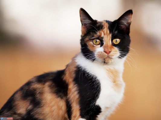 Hình Ảnh Mèo Tam Thể Đẹp, Nổi Bật Với 3 Màu Lông