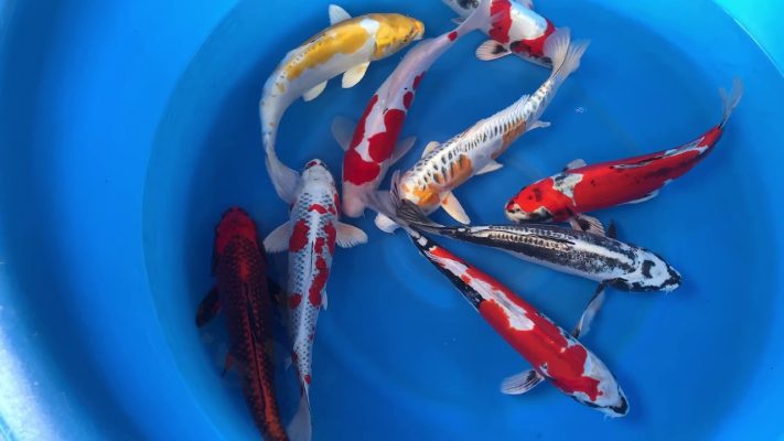 5 Con Cá Koi Đắt Nhất Thế Giới: Con Cá Koi Nào Xứng Danh