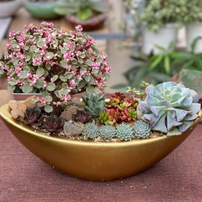 Chậu Sen Đá Đô La Anh Đào Đẹp [Hoa Mừng Sinh Nhật]