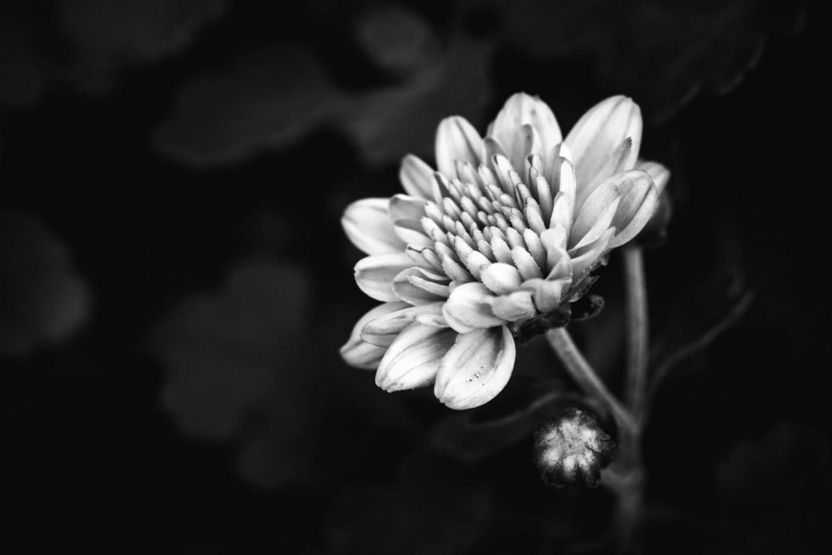 Classic Shop – Phòng Tranh & Cá Cảnh Phước Sang