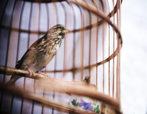 Why Round Cages Don'T Work For Birds