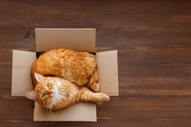 Cute Ginger Cat Lies In Carton Box On Wooden Background Fluffy Pet With  Green Eyes Is Staring In Camera Top View Flat Lay Stock Photo - Download  Image Now - Istock