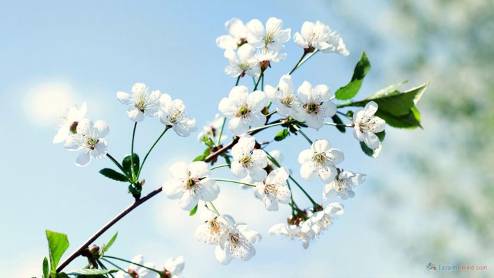 Chia Sẻ 59+ Về Hình Ảnh Hoa Lá Hay Nhất - Cdgdbentre.Edu.Vn