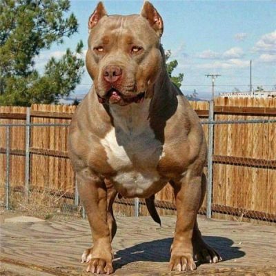Chi Tiết Với Hơn 97 Hình Nền Chó Pitbull Hay Nhất - Thdonghoadian