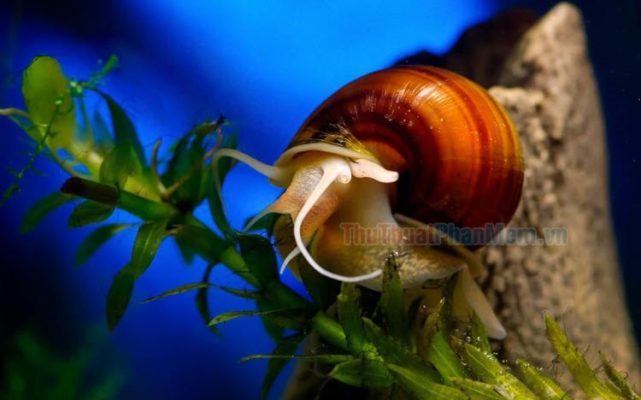 Hình Ảnh Con Ốc Đẹp Nhất