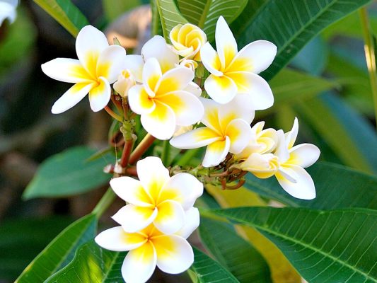 Top 53+ Về Hình Hoa Sứ Hay Nhất - Du Học Akina