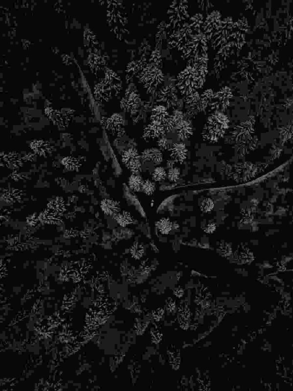 Classic Shop – Phòng Tranh & Cá Cảnh Phước Sang