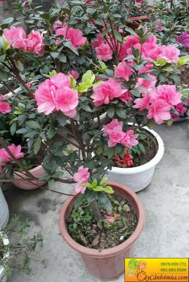 Hoa Đỗ Quyên Ta Màu Cá Vàng/Hồng/Trắng/Ly