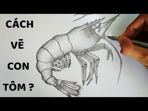 Vẽ Con Tôm Bằng Bút Chì Cực Chuẩn - How To Draw Shrimp - Youtube