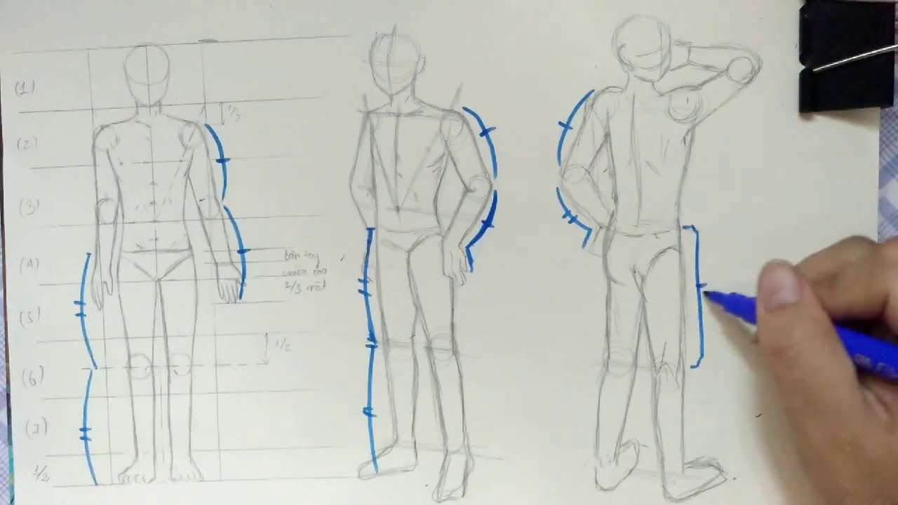 Cách Mình Vẽ Anatomy Nam, Hướng Dẫn Sơ Về Các Tỉ Lệ Cơ Thể Nam - Youtube