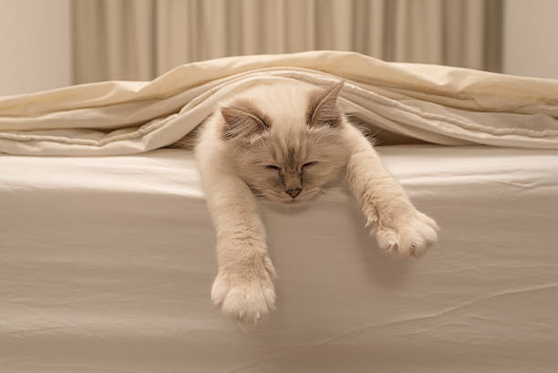Pure White Cat Sleeping On White Bedding Stock Photo - Download Image Now -  Domestic Cat, Undomesticated Cat, Sleeping - Istock