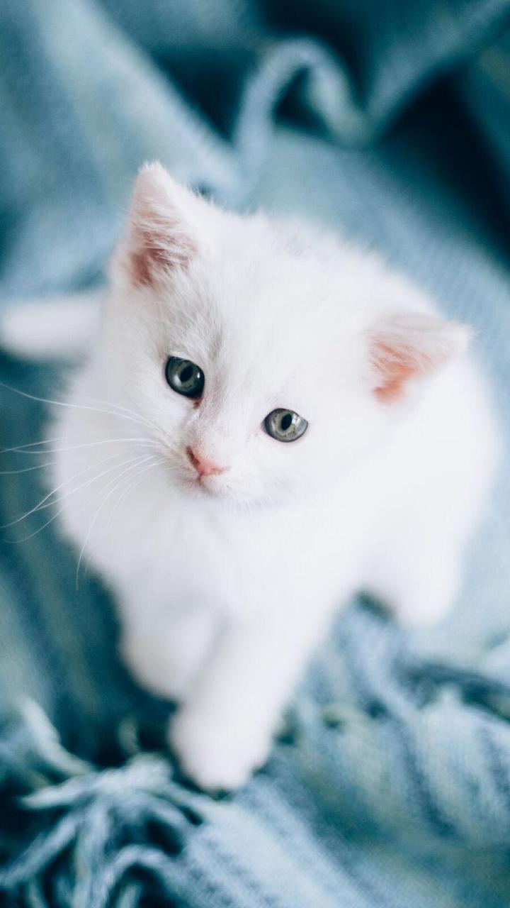 1001 Hình Ảnh Mèo Cute Dễ Thương  Cực Ngộ Nghĩnh