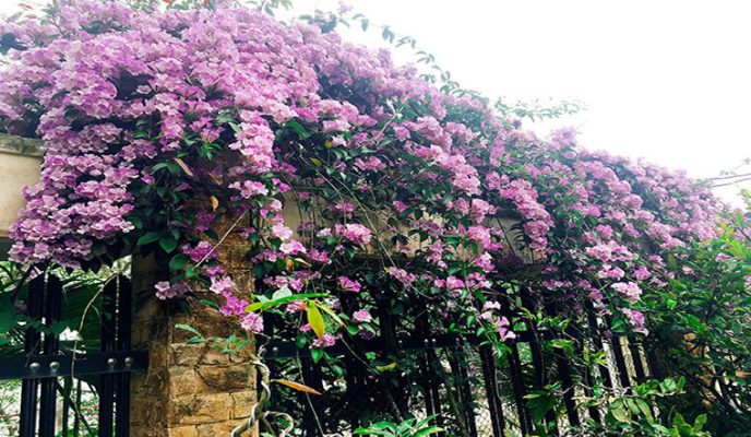 Top 20+ Cây Dây Leo Chịu Nắng Nên Trồng Trước Nhà Đẹp Nhất