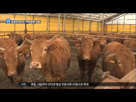 [16/01/03 뉴스데스크] [집중취재] 항생제 '제로', 무항생제 고기의 진실