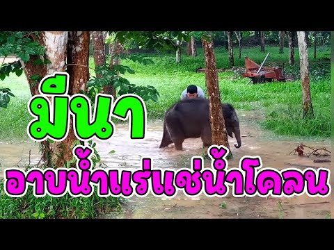 ยัยหนูมีนา เล่นน้ำเจิ่งนองบันเทิงเลยนะดูสิ !สนุกจนไม่ห่วงสวยเลยทีเดียว ตอนหนูอยู่ดงใหญ่ก็เป็นแบบนี้
