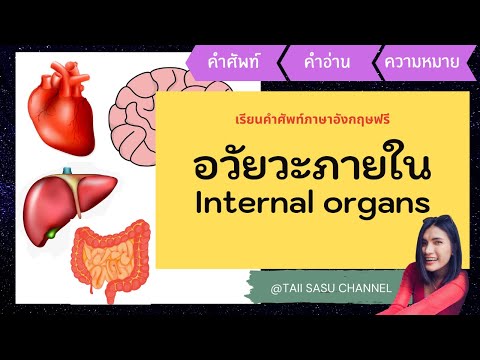 อวัยวะภายในร่างกาย | Internal Organs | คำศัพท์ภาษาอังกฤษ