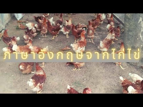 ศัพท์น่ารู้จากไก่ไข่! | #ภาษาอังกฤษง่ายๆ