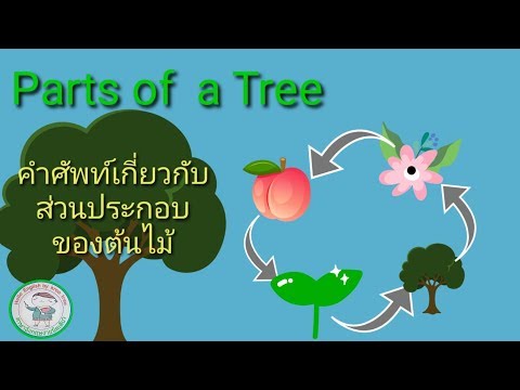 ส่วนต่างๆของต้นไม้เป็นภาษาอังกฤษ. Parts of a Tree