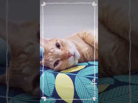 กวนตอนใกล้เวลานอน แมวก็จะกระเง้ากระงอดอย่างนี้แหละค่ะ  #twosalidcats