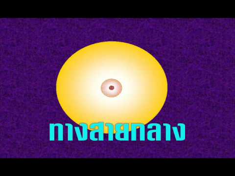 ทางสายกลาง.wmv แปลภาษาอังกฤษ ญี่ปุ่น ลาว จีน เขมร พม่า